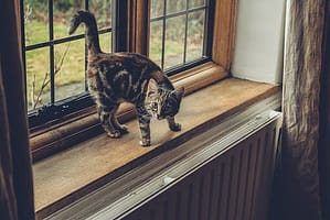 cat